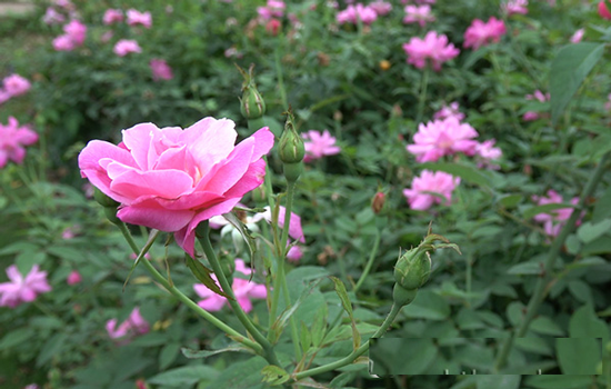 Kỹ thuật trồng hoa hồng quế đẹp rực rỡ ngày Xuân. Ảnh minh họa