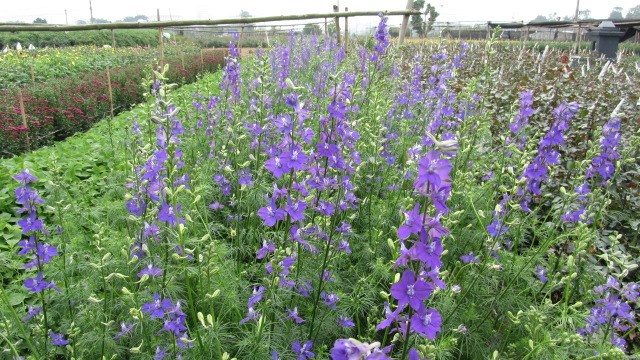  Kỹ thuật trồng hoa violet nở đúng dịp Tết đơn giản. Ảnh minh họa