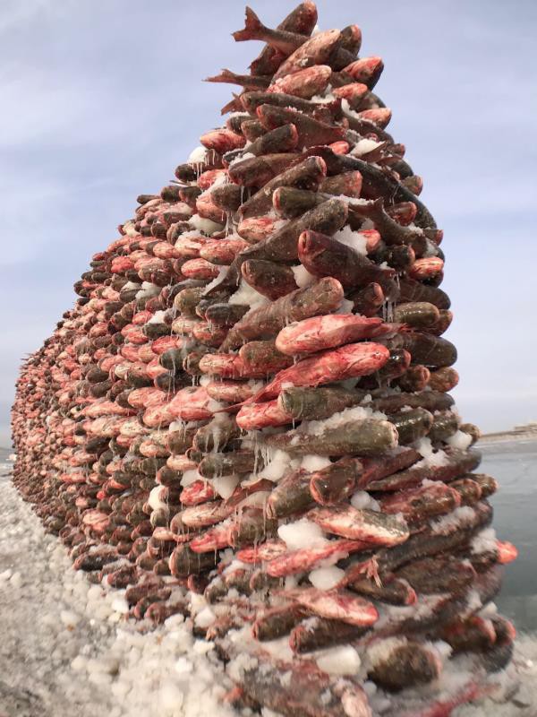 Bức tường được xây dựng bằng 2000 con cá. Ảnh: Dân trí