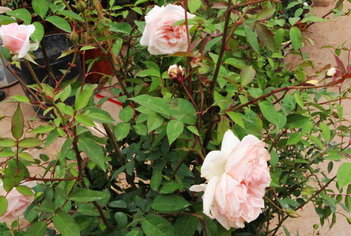 Kỹ thuật trồng cây và chăm sóc hoa hồng đào cổ chỉ cần nắm chắc việc cắt tỉa thì hoa luôn nở nhiều và đẹp. Ảnh minh họa