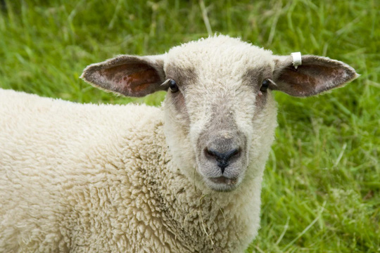  Các nhà khoa học đã tiến hành lai giữa cừu và người đầu tiên thành công. Ảnh: Người lao động 
