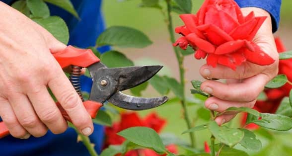  Kỹ thuật trồng và chăm sóc cây hoa hồng sau Tết. Ảnh minh họa