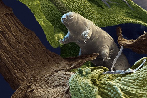  Loài bọ gấu nước có thể sống 10 tỉ năm. Ảnh: Người lao động