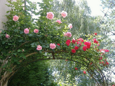  Kỹ thuật trồng hoa hồng leo Pháp nhiều màu đơn giản. Ảnh minh họa