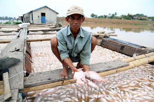  Cá chết trên sông La Ngà khiến người dân thiệt hại nặng nề. Ảnh: VnExpress