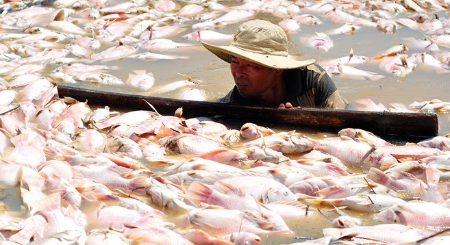  Cá chết trên sông La Ngà khiến người dân khốn đốn lâm vào nợ nần. Ảnh: Zing News