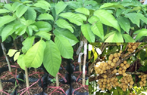  Kỹ thuật trồng cây Bòn Bon Thái mang lại năng suất cao cần đòi hỏi nhiều yếu tố từ đất trồng, giống, cách chăm sóc. 