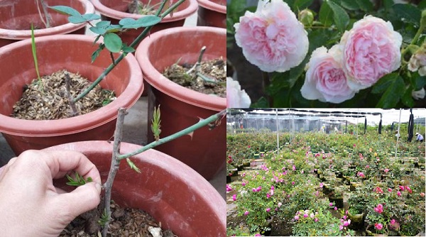 Kỹ thuật trồng cây hoa hồng rễ trần đơn giản, hoa đẹp.  