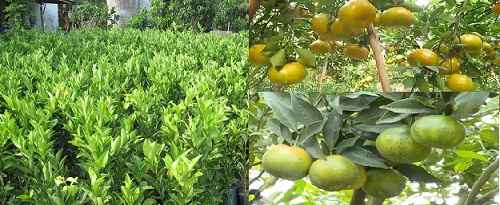 Kỹ thuật trồng cây quýt đường quả thơm ngon, năng suất cao. 