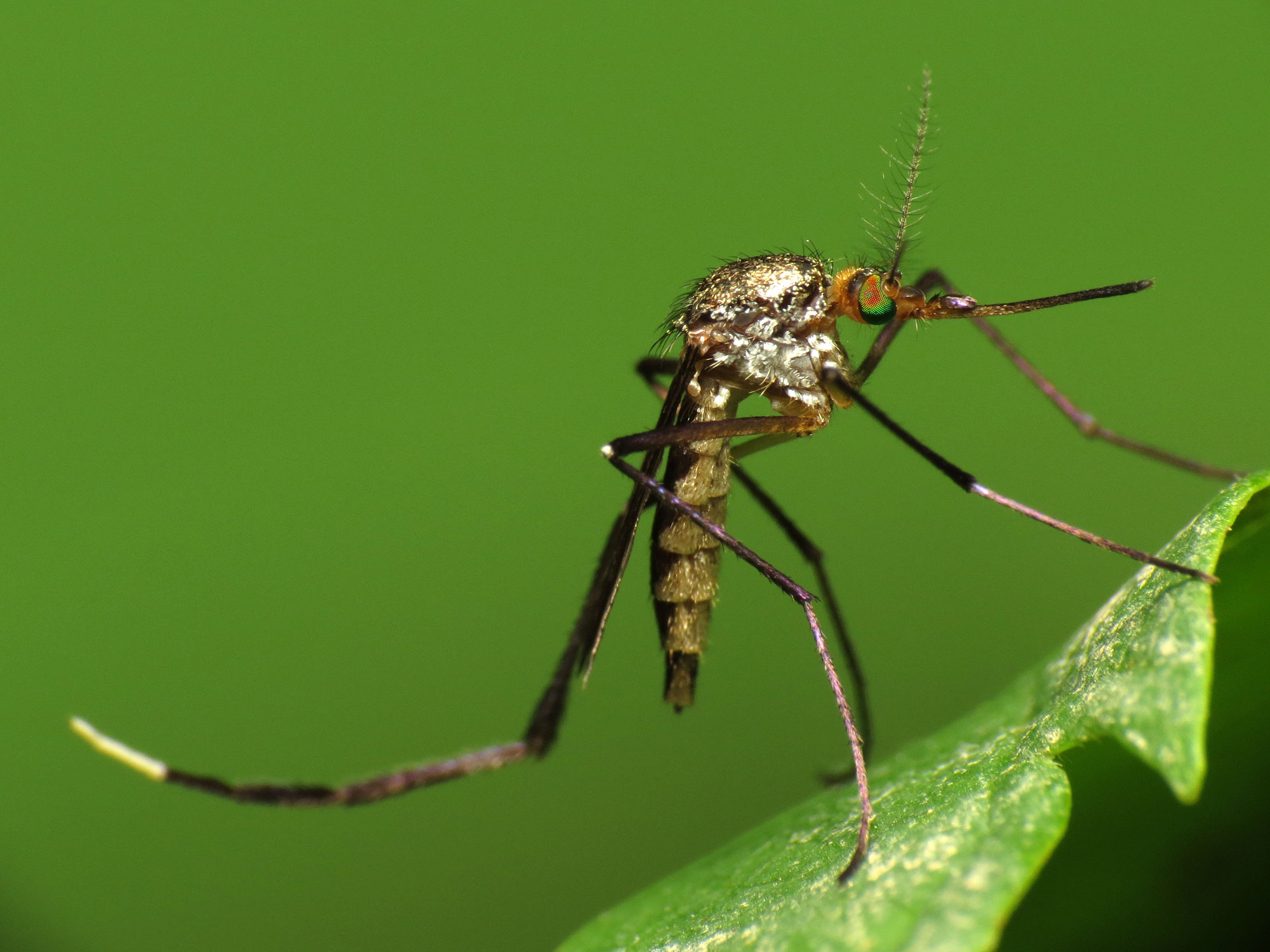 Muỗi mang hạt nhựa có thể làm lây lan sang thực phẩm của con người.