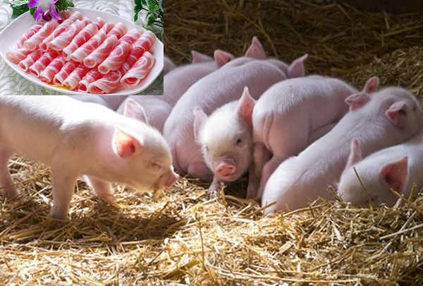  Lợn là loài động vật mắc nhiều bệnh dịch có thể lây sang người vô cùng nguy hiểm
