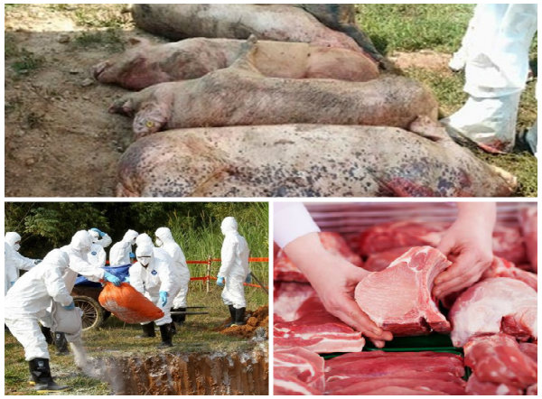  Dịch tả lợn châu Phi đang lan rộng người dân nên lưu ý khi lựa chọn thịt lợn sao cho an toàn