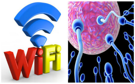 Sóng wifi có tác hại nghiêm trọng tới sinh sản của đàn ông