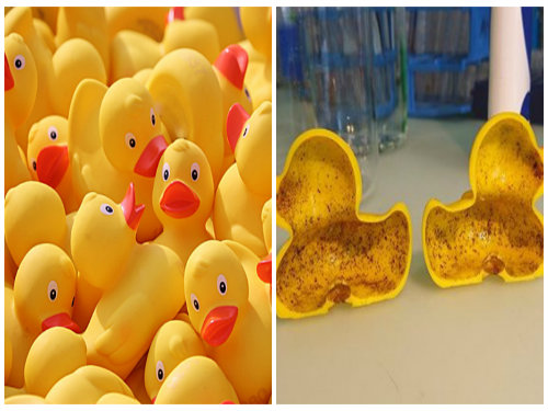 Vịt cao su đồ chơi Trung Quốc bị phát hiện chứa hóa chất gây vô sinh