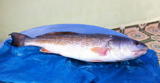 Con cá sủ vàng quý hiếm ngư dân Bình Định bắt được hồi đầu tháng 2 này