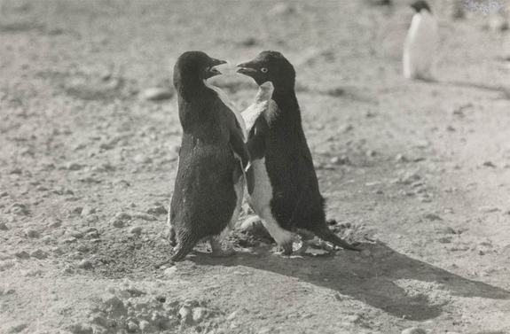 Kiểu giao phối độc đáo của chim cánh cụt được biết từ tin khoa học