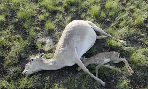 Các nhà nghiên cứu đã phát hiện ra nguyên nhân khiến đàn linh dương bị đột tử