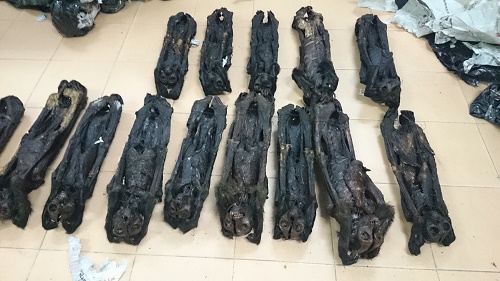 20 cá thể linh trưởng sấy khô chưa xác định được phát hiện trên xe khách hướng về Hà Nội