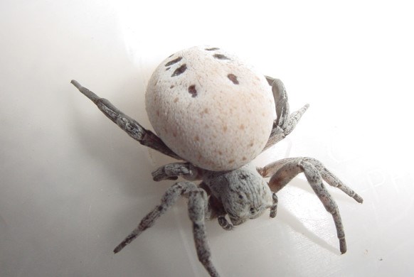 Loài nhện kỳ lạ hy sinh bản thân làm thức ăn cho con sinh sống ở sa mạc Negev của Israel
