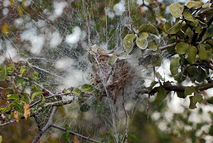 Loài nhện giăng mạng nhện săn mồi trước khi con nở