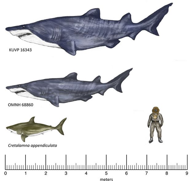 Loài siêu cá mập này có kích thước khổng lồ
