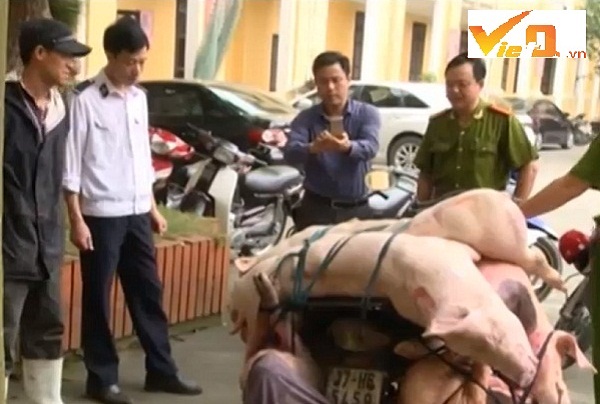 Số thịt lợn đang phân hủy bị tạm giữ