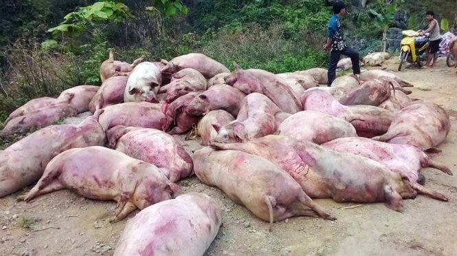 Hàng chục con lợn chết bệnh bị người dân tẩu tán