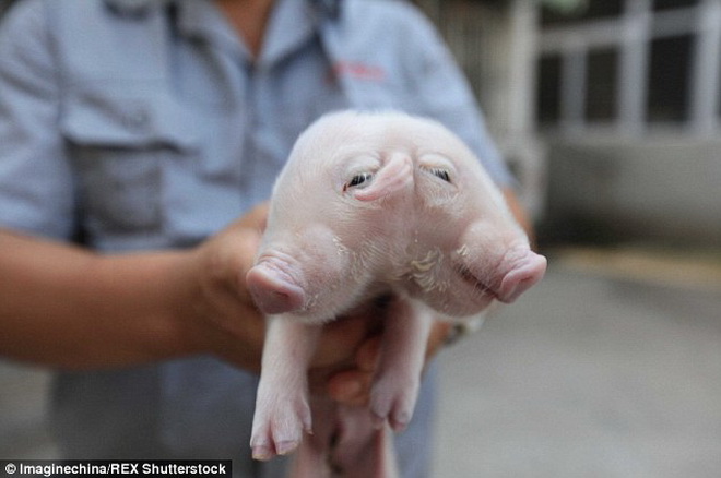 Chú lợn hai đầu tại Thiên Tân, Trung Quốc