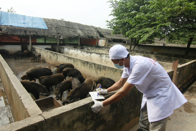 Trang trại lợn rừng sinh học Cẩm Đình có quy mô lớn nhất khu vực phía Bắc