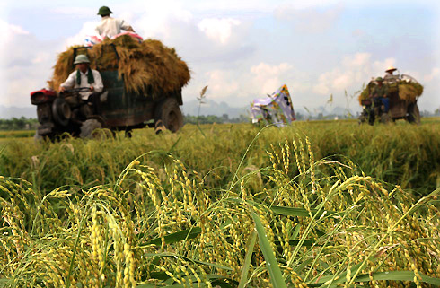 Lúa nếp thơm Hưng Yên tăng năng suất gấp 2 lần