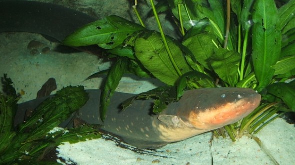 Lươn điện, kẻ s&aacute;t thủ với những c&uacute; ch&iacute;ch điện cao thế