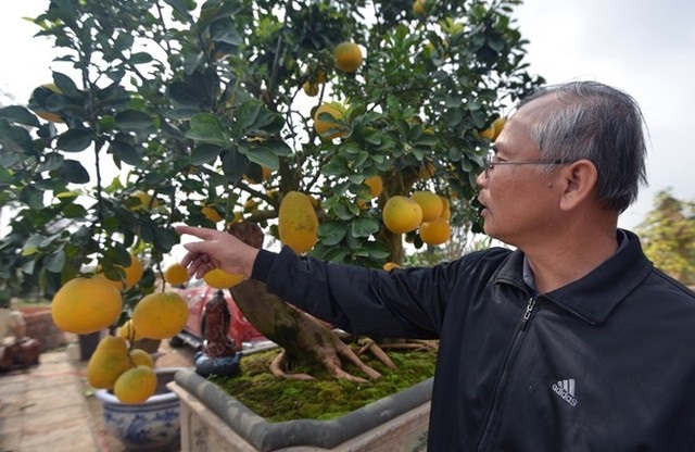 Ông Nguyễn Gia Hiền, Phó chủ tịch Hội cây cảnh nghệ thuật Hà Nội cũng tới chiêm ngưỡng cây bưởi cảnh đặc biệt này