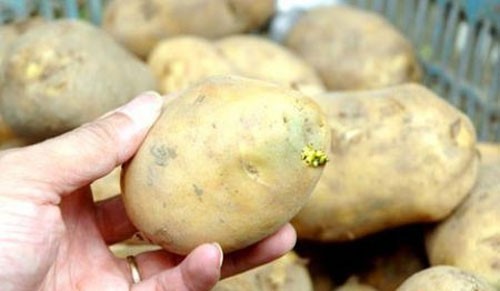 Độc tố có trong khoai tây mọc mầm