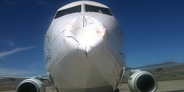 Phần mũi máy bay bị hư hỏng nặng sau khi tông phải chim trong lúc hạ cánh
