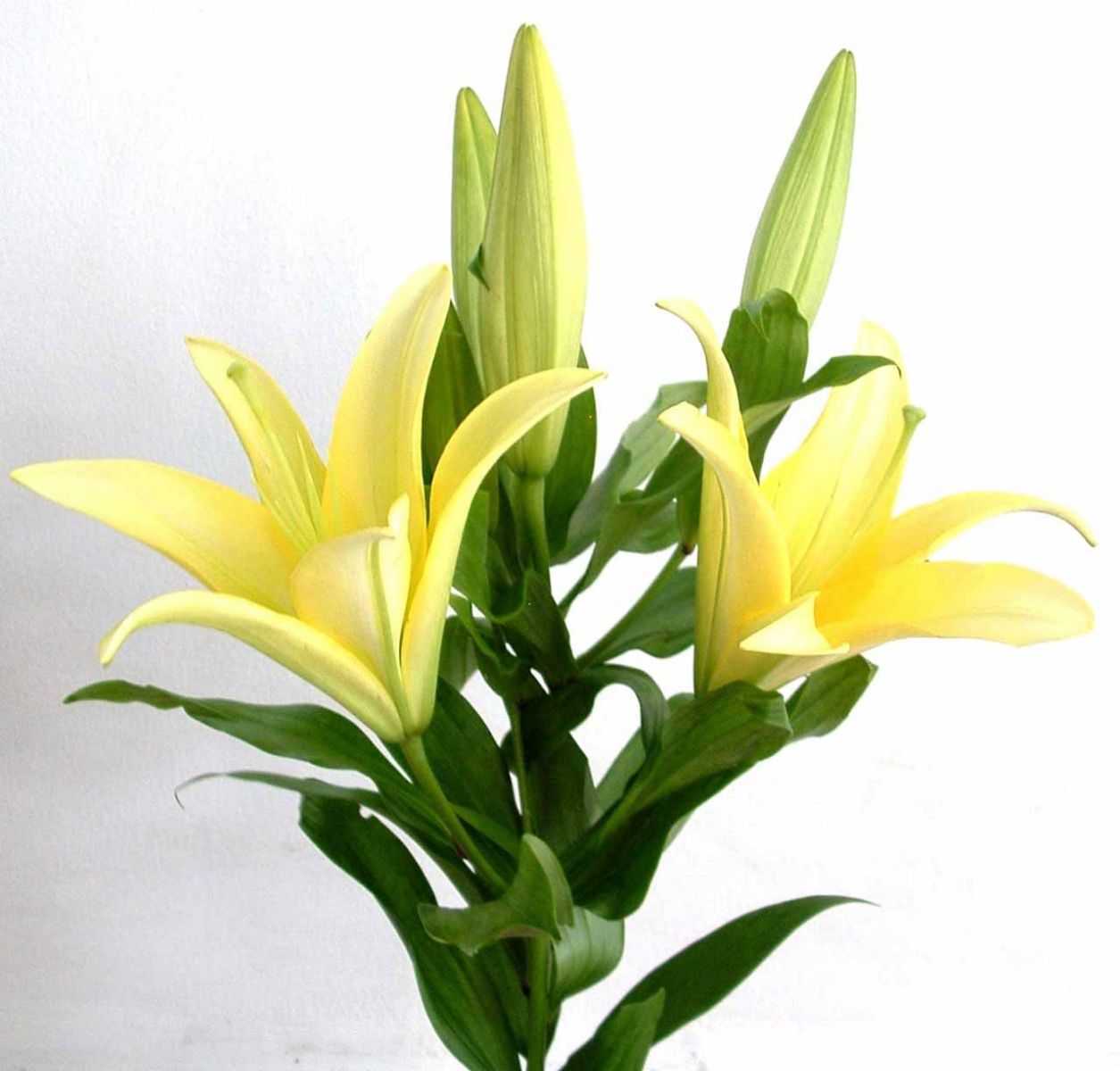Sắc hoa tông màu vàng hoặc màu xanh nhạt có ý nghĩa phong thủy trong việc cải thiện mối quan hệ mẹ chồng nàng dâu