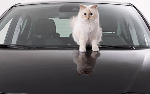 Cô mèo siêu mẫu này đã kiếm được hơn 60 tỷ  đồng nhờ việc đóng quảng cáo 