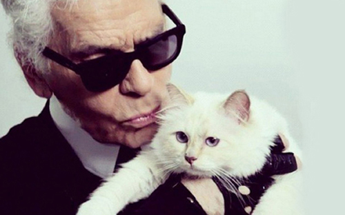 mèo Choupette - thú cưng của nhà thiết kế thời trang nổi tiếng thế giới Karl Lagerfeld 
