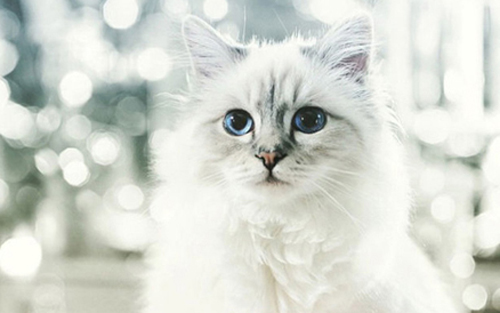 Mèo Choupette là một nhân vật có tiếng trong giới thú nuôi cao cấp