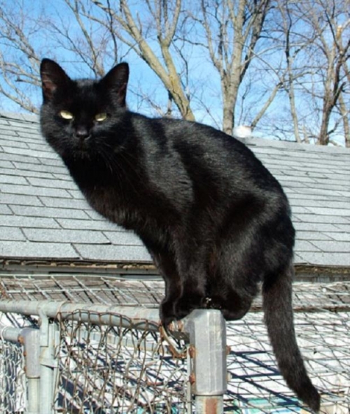 Không được cho mèo đen vào nhà