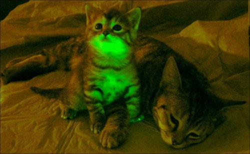 mèo phát sáng