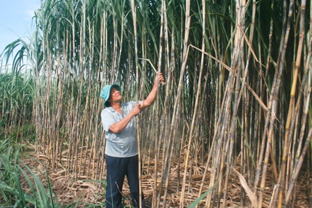 Thanh Hóa: Nâng cao năng suất, chất lượng mía nguyên liệu