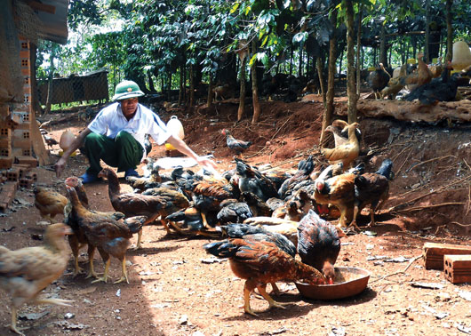 Anh Nguyễn Phúc Xuân đã áp dụng thành công mô hình, đem lại năng suất chất lượng gà cao, từ đó tăng thu nhập cho gia đình