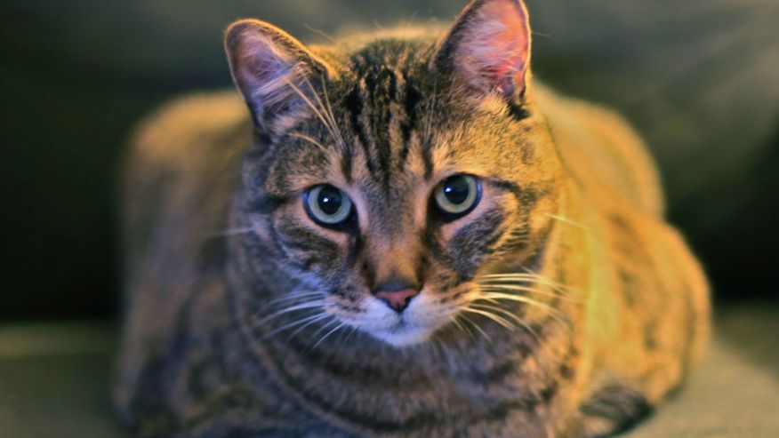 Loại vi khuẩn mèo cào gây nguy hiểm cho con người. Ảnh Foxnews 