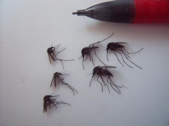 Muỗi khổng lồ xuất hiện ở Bắc Cực là do biến đổi khí hậu