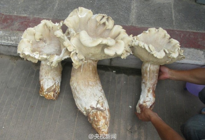 Ba cây nấm khổng lồ ở tỉnh Vân Nam, Trung Quốc