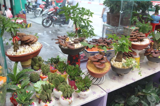 Nấm linh chi bonsai được chế tác với nhiều kiểu dáng đẹp mắt, độc lạ đang làm nóng thị trường cây cảnh chơi Tết