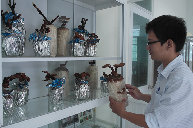 Kiểng nấm linh chi bonsai tại trung tâm ứng dụng tiến bộ khoa học công nghệ tỉnh Vĩnh Long