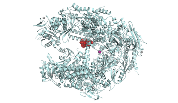Mô hình loại protein được phát hiện trong nấm độc