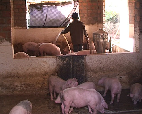 Phương pháp chăn nuôi heo theo hướng an toàn sinh học giúp nâng cao chất lượng sản phẩm
