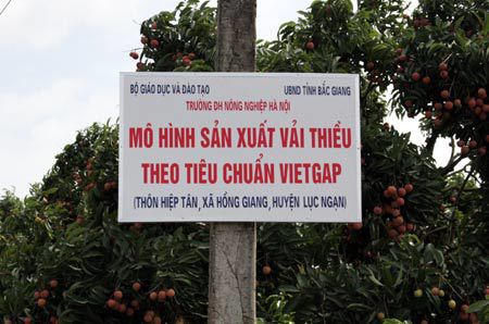 Nhờ áp dụng VietGAP để nâng cao năng suất chất lượng, giá vải thiều ở Bắc Giang đã cao hơn nhiều so với vải sản xuất theo cách truyền thông